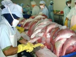 Gairah Baru Industri Perikanan Nasional