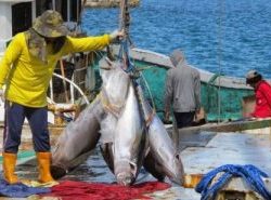 Inpres Jokowi Membuat Industri Perikanan Nasional Bergairah Kembali